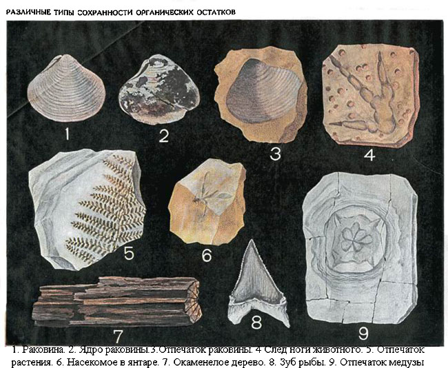 Изучение ископаемых остатков